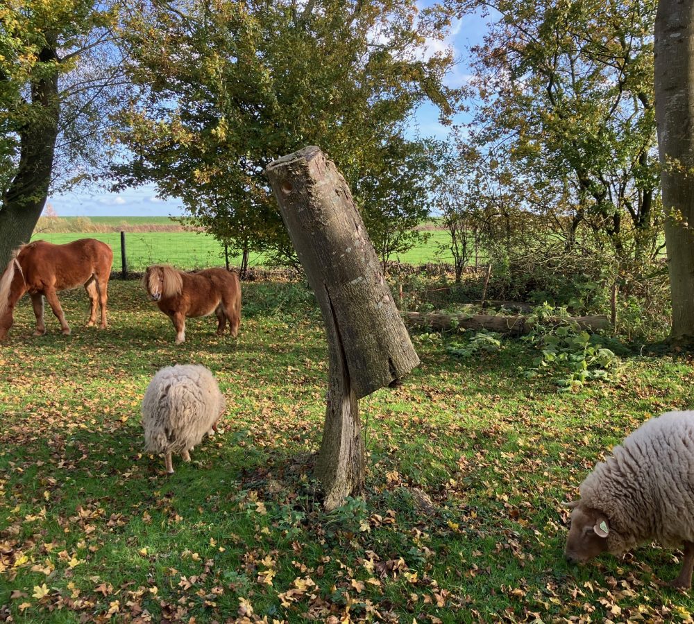 Kudde in ons bos